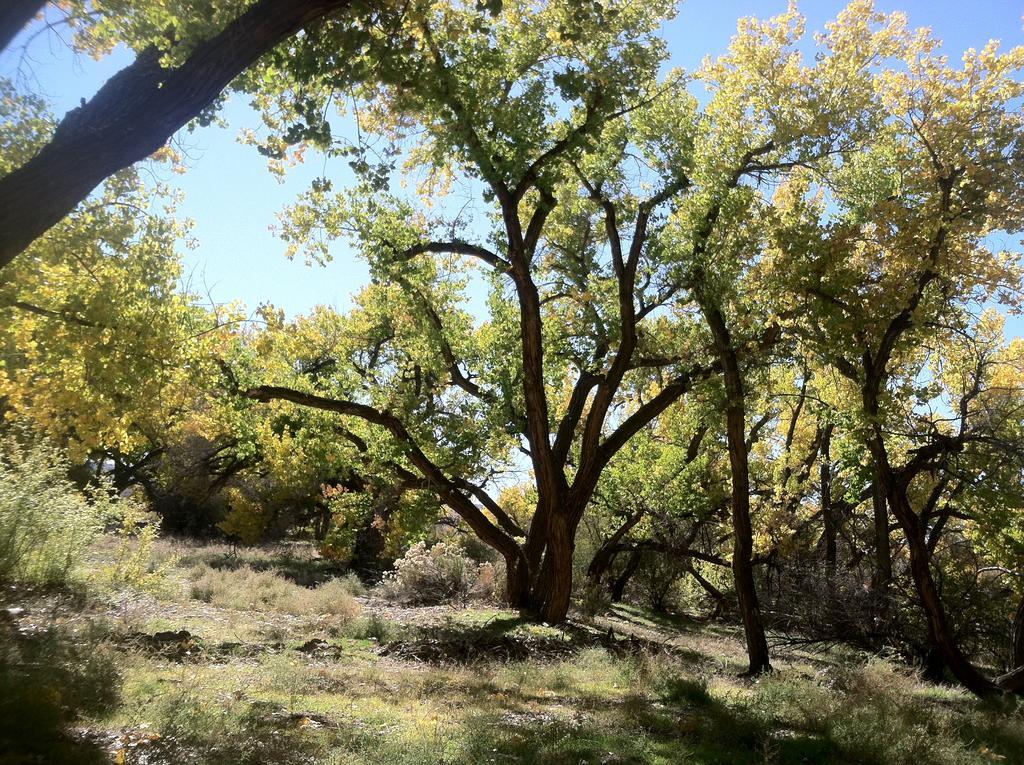 Silver River Adobe Inn Bed And Breakfast Farmington Buitenkant foto